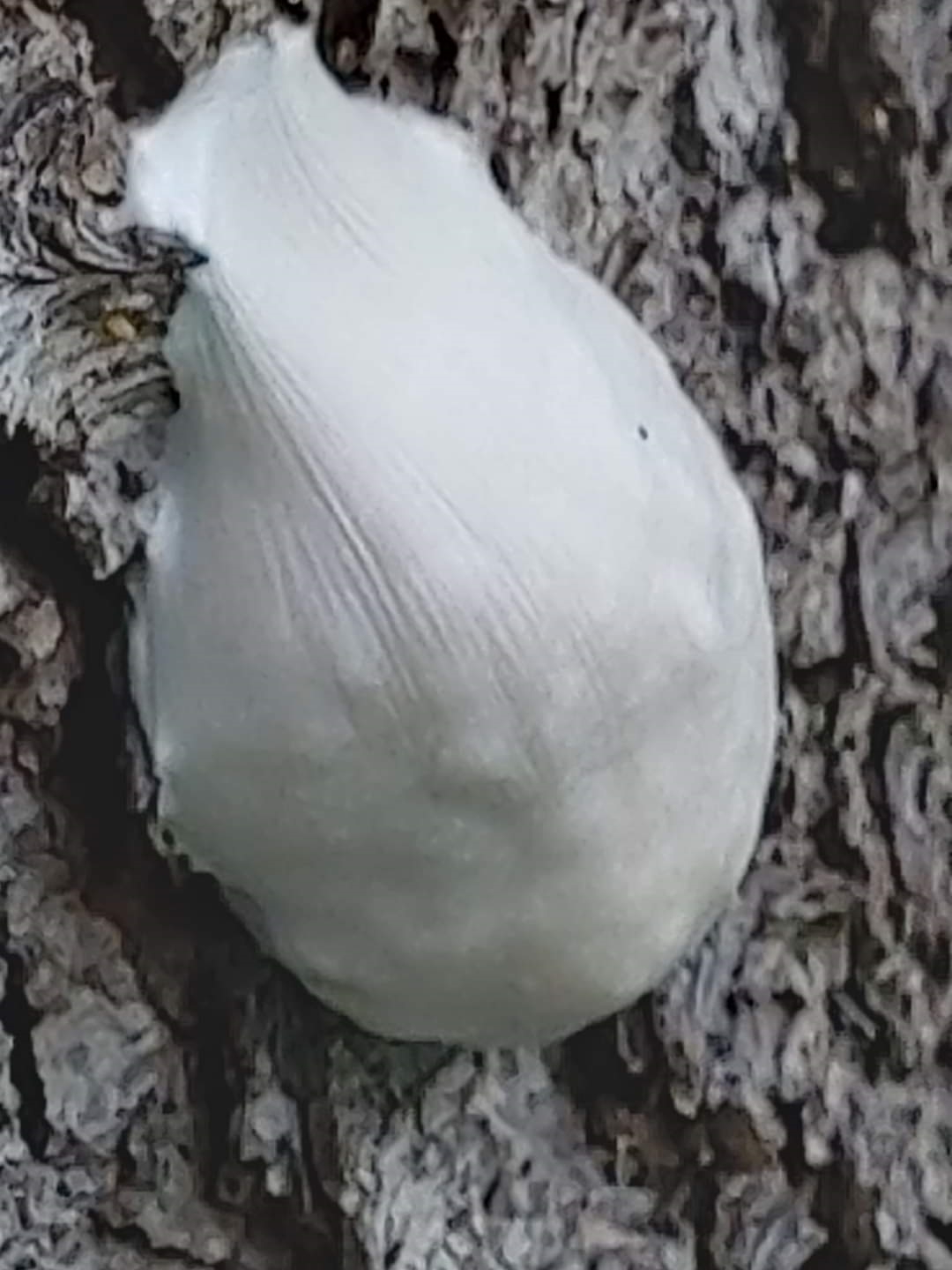 https://rehost.diberie.com/Picture/Get/f/157977
