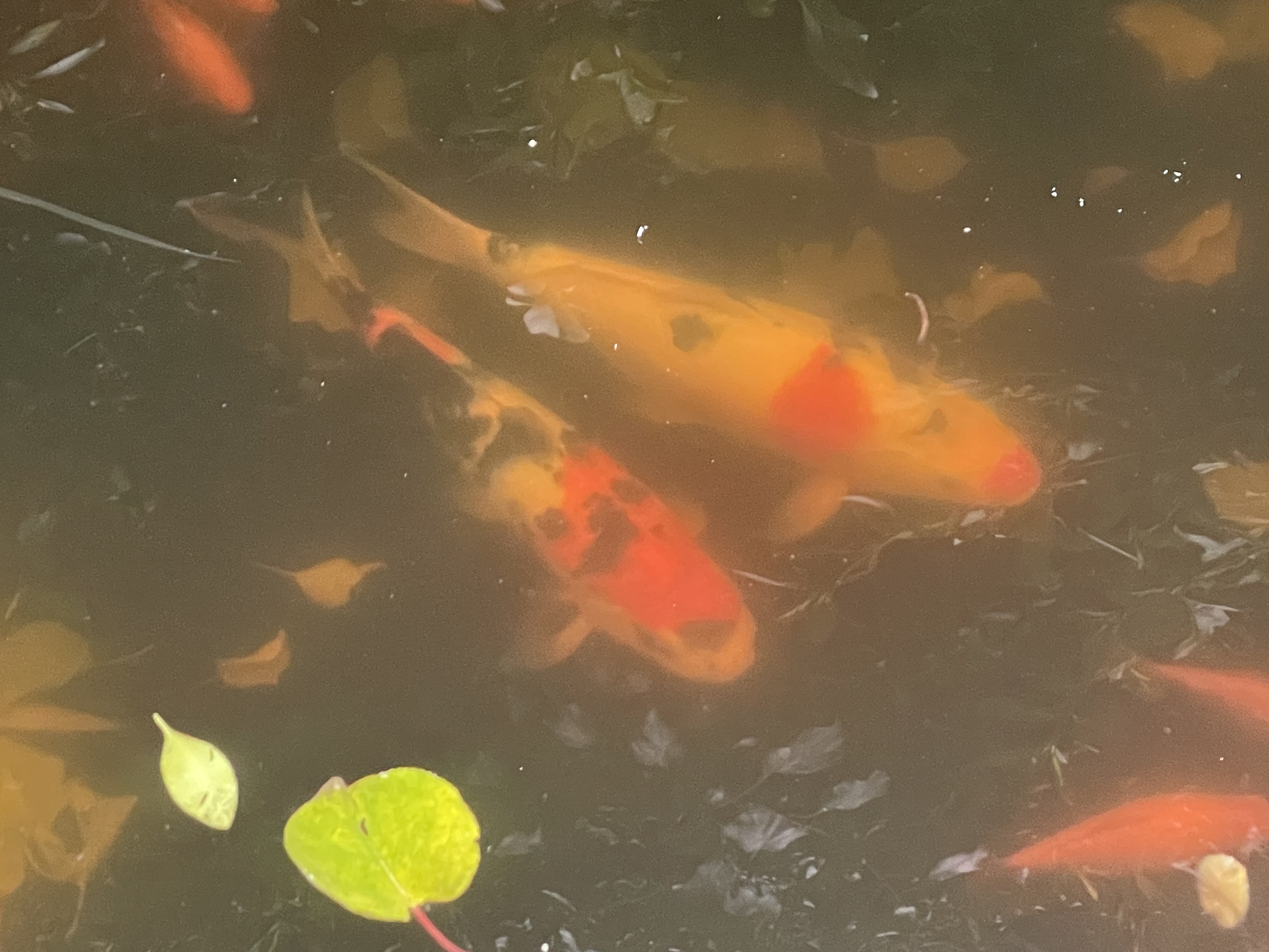 https://rehost.diberie.com/Picture/Get/f/227404