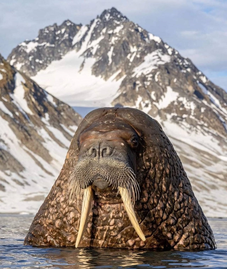 https://rehost.diberie.com/Picture/Get/f/322056