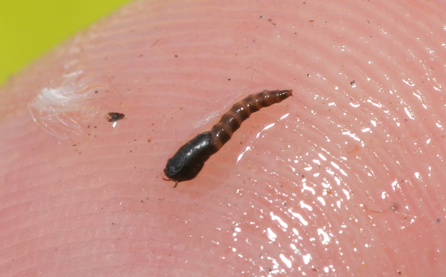 https://rehost.diberie.com/Picture/Get/f/39066