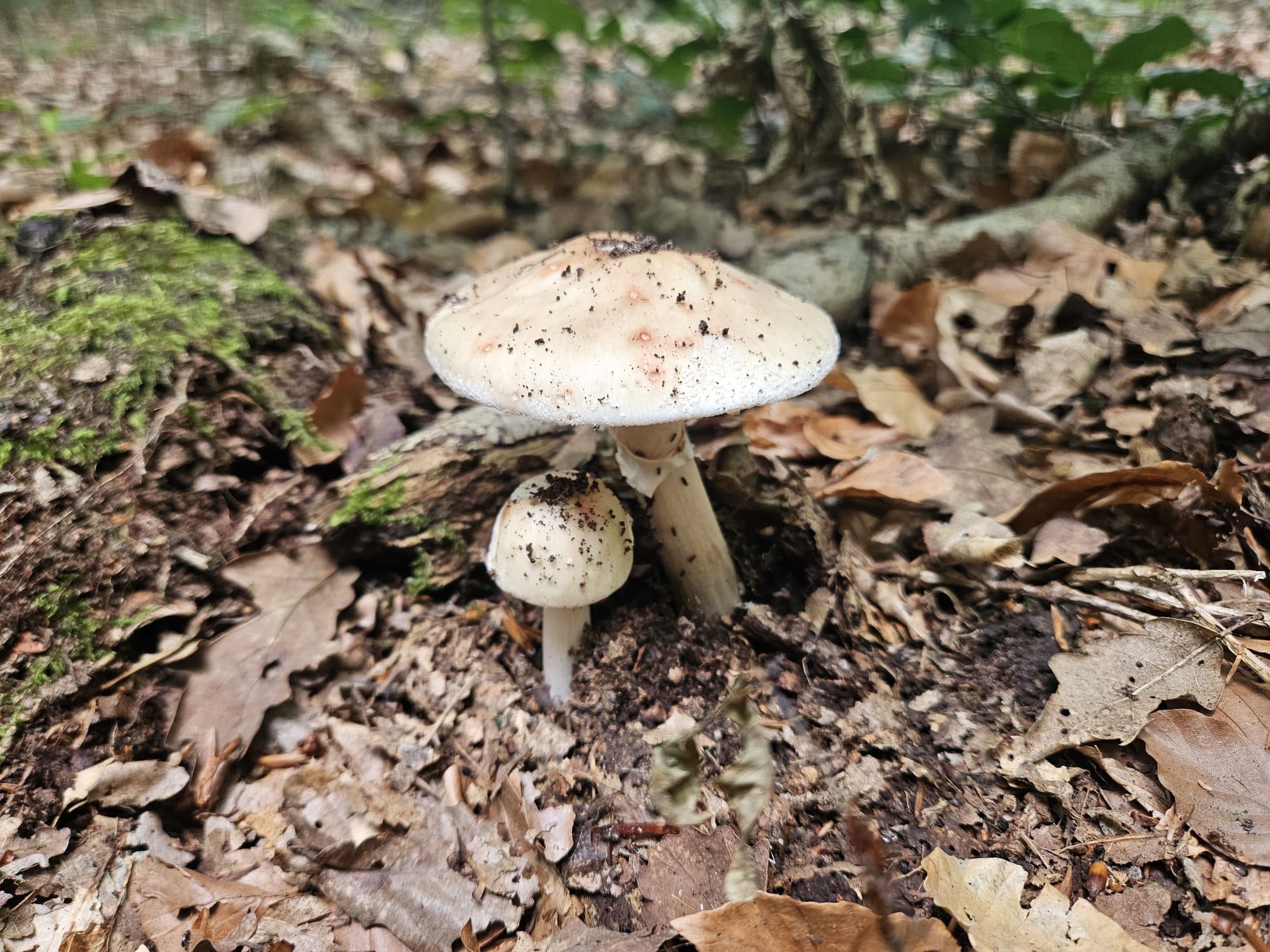 https://rehost.diberie.com/Picture/Get/f/422729