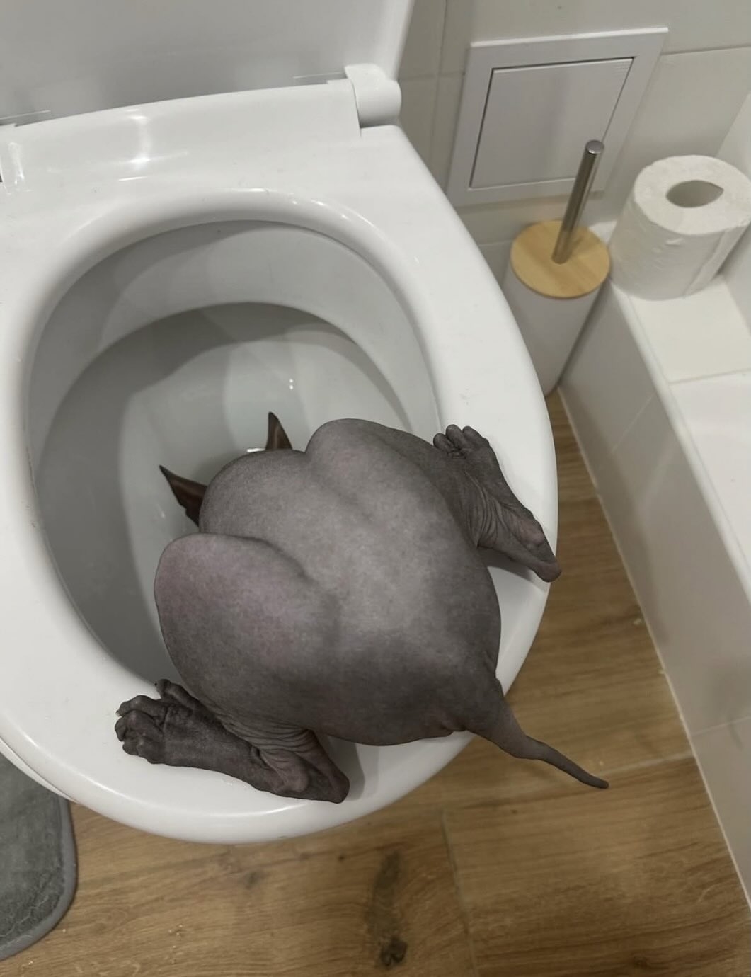 https://rehost.diberie.com/Picture/Get/f/517294