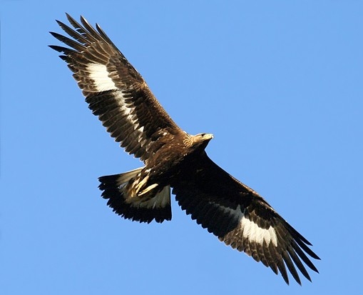 https://rehost.diberie.com/Picture/Get/f/530098