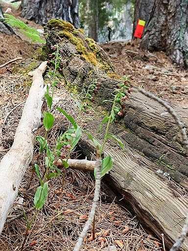 https://rehost.diberie.com/Picture/Get/f/535562