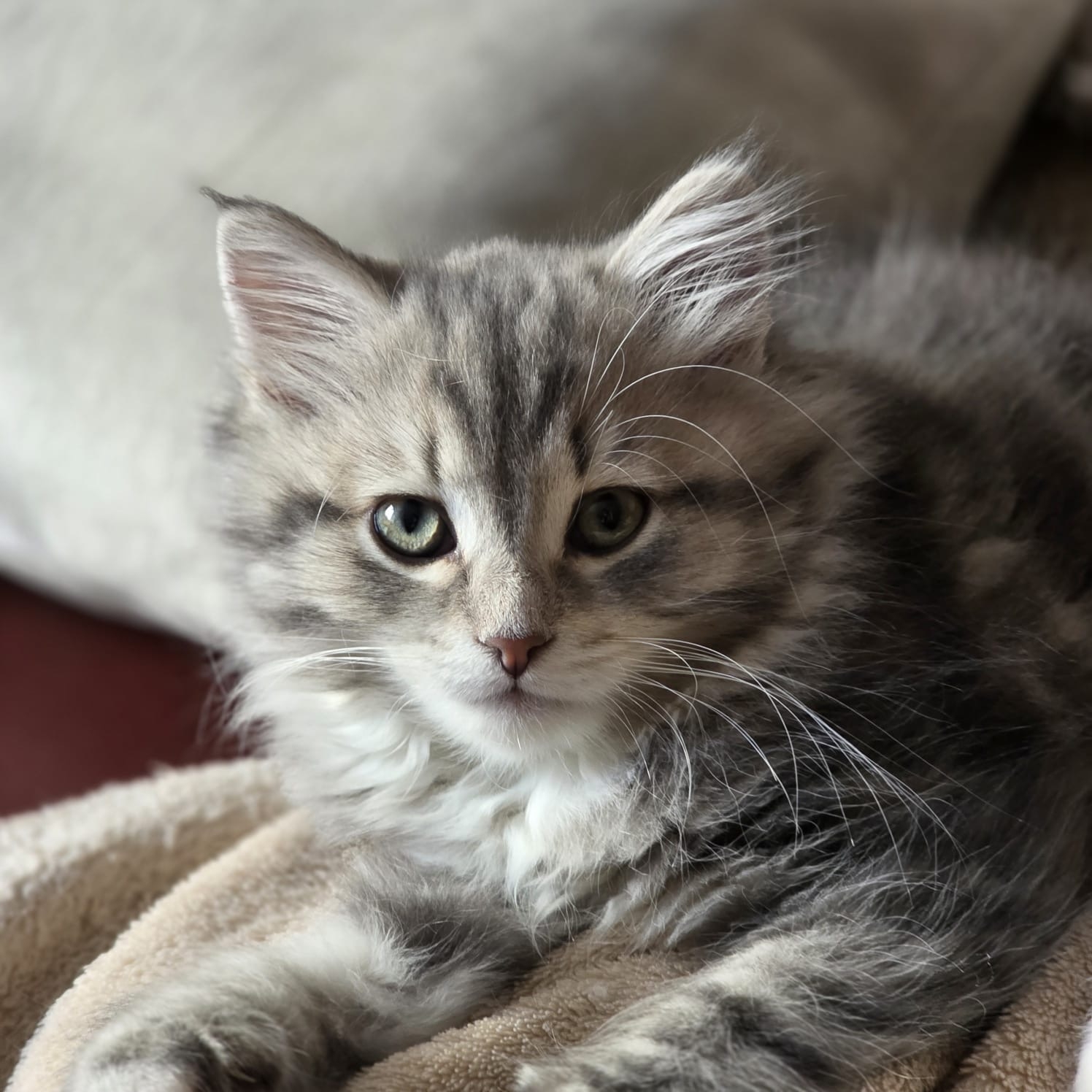 https://rehost.diberie.com/Picture/Get/f/538221