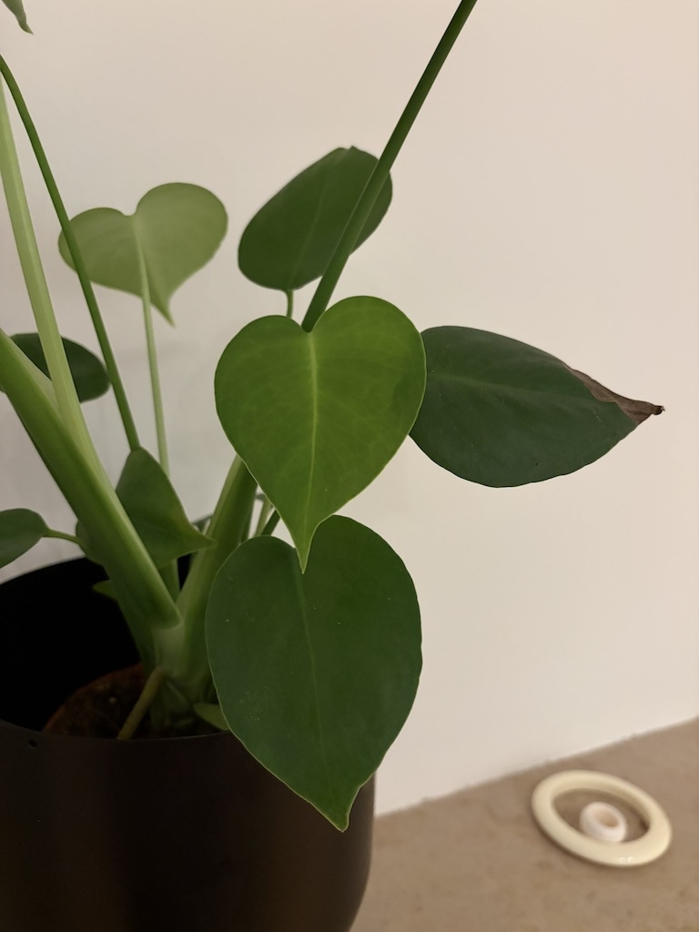 https://rehost.diberie.com/Picture/Get/f/547622
