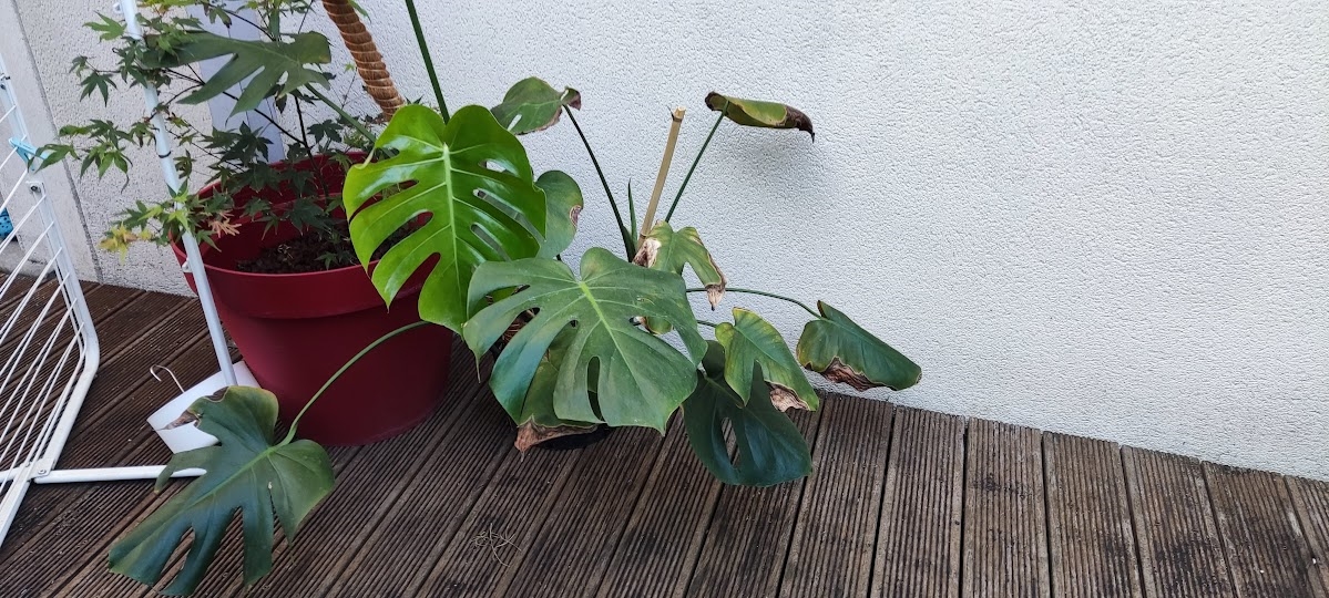 https://rehost.diberie.com/Picture/Get/f/85298