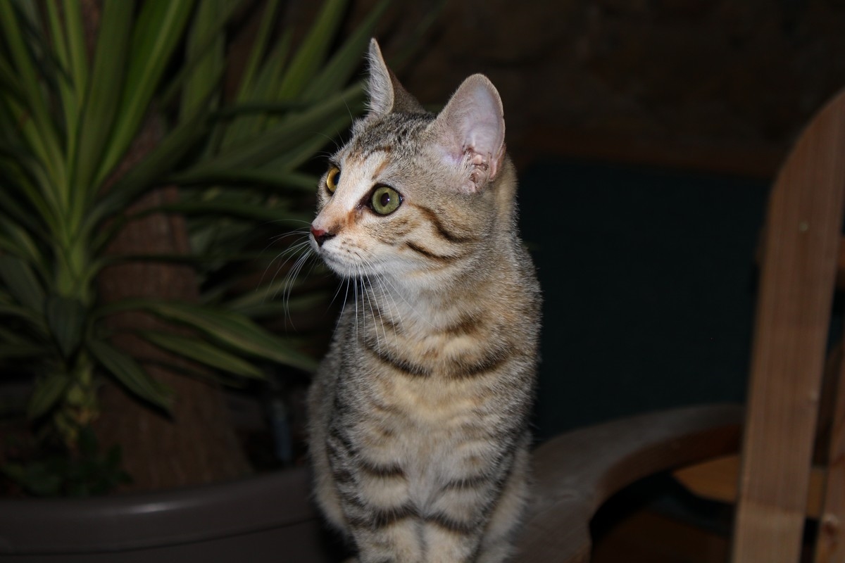https://rehost.diberie.com/Picture/Get/f/94375
