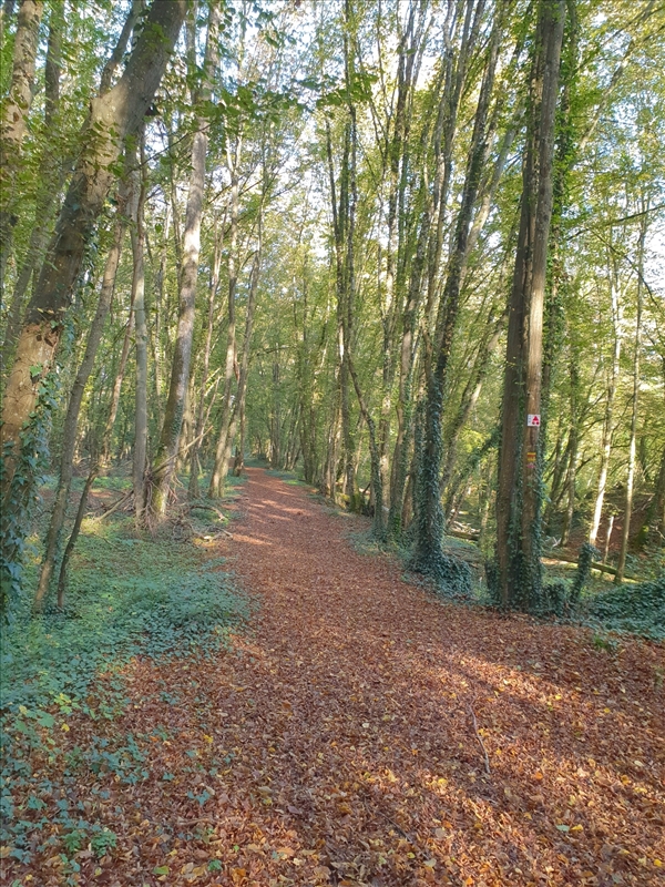 https://rehost.diberie.com/Picture/Get/r/216776