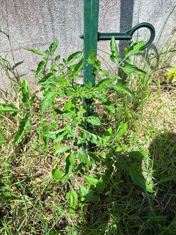 https://rehost.diberie.com/Picture/Get/r/275666