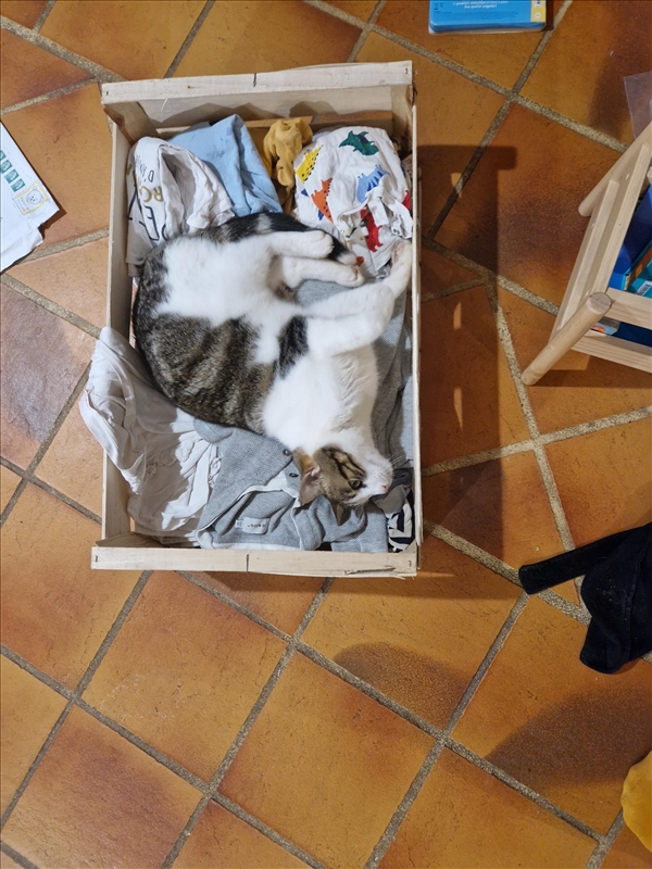https://rehost.diberie.com/Picture/Get/r/331951