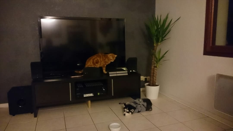 https://rehost.diberie.com/Picture/Get/r/333328