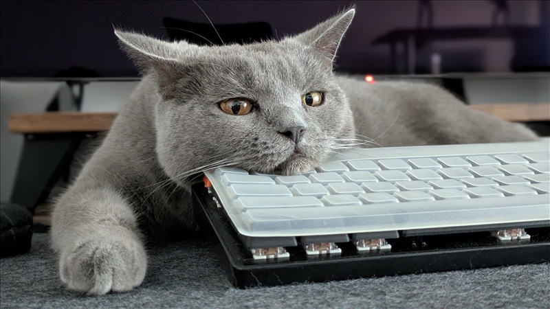 https://rehost.diberie.com/Picture/Get/r/405910
