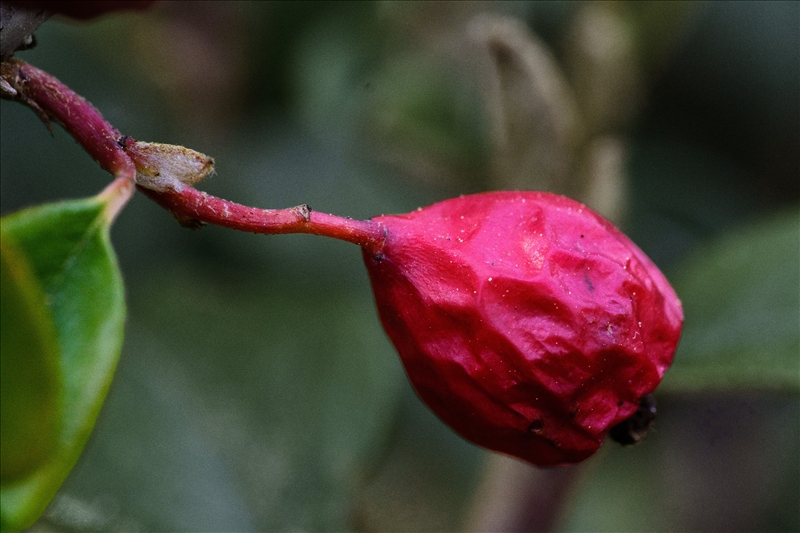 https://rehost.diberie.com/Picture/Get/r/507671