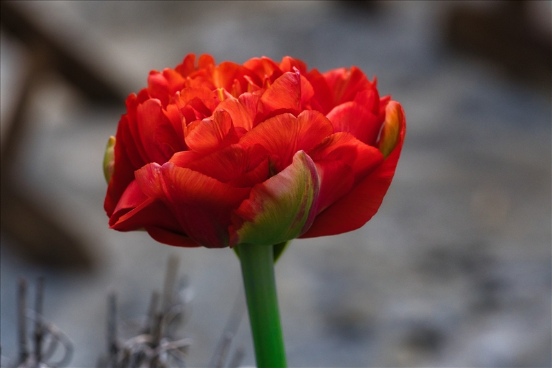 https://rehost.diberie.com/Picture/Get/r/507676