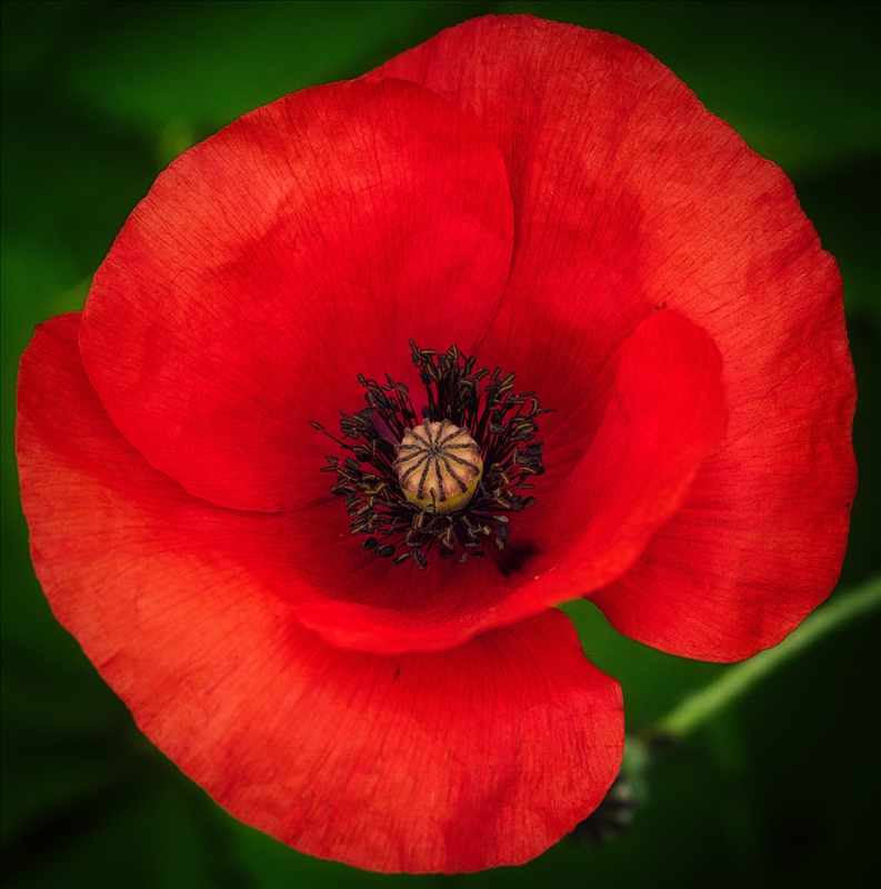 https://rehost.diberie.com/Picture/Get/r/511453