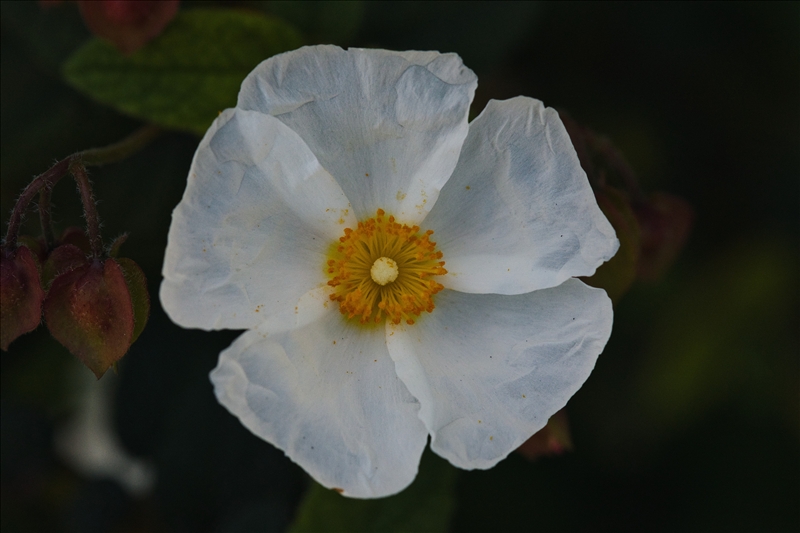 https://rehost.diberie.com/Picture/Get/r/512627