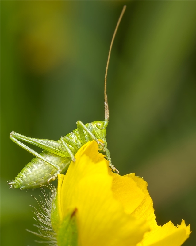https://rehost.diberie.com/Picture/Get/r/513077