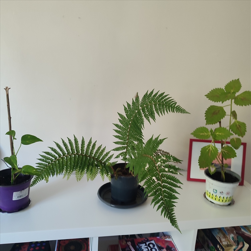 https://rehost.diberie.com/Picture/Get/r/516871