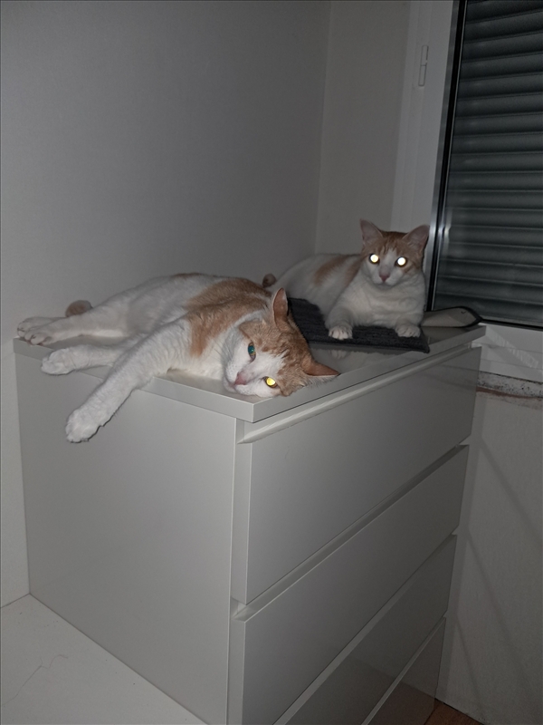 https://rehost.diberie.com/Picture/Get/r/516921