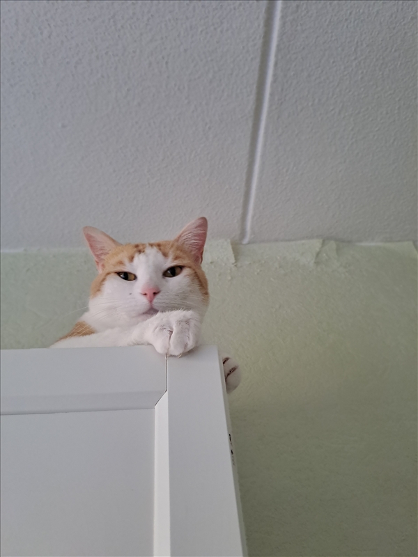 https://rehost.diberie.com/Picture/Get/r/517377