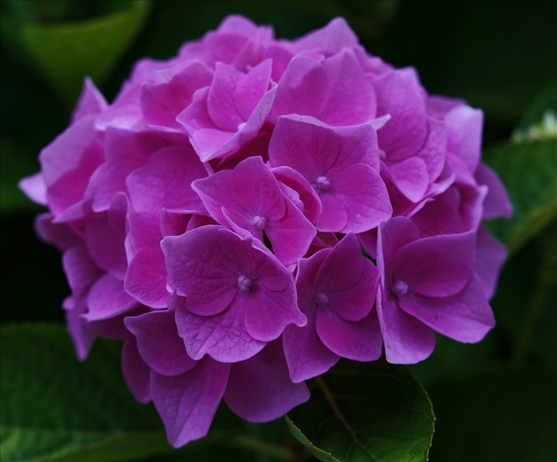 https://rehost.diberie.com/Picture/Get/r/520520