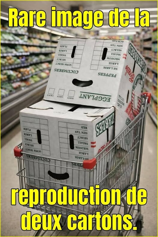 Image redimensionnée