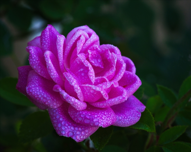 https://rehost.diberie.com/Picture/Get/r/521988