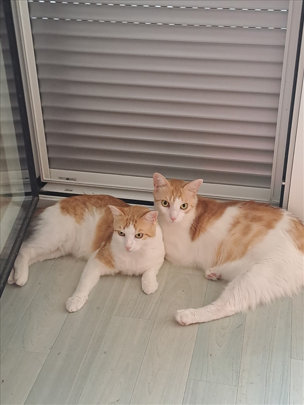 https://rehost.diberie.com/Picture/Get/r/525206