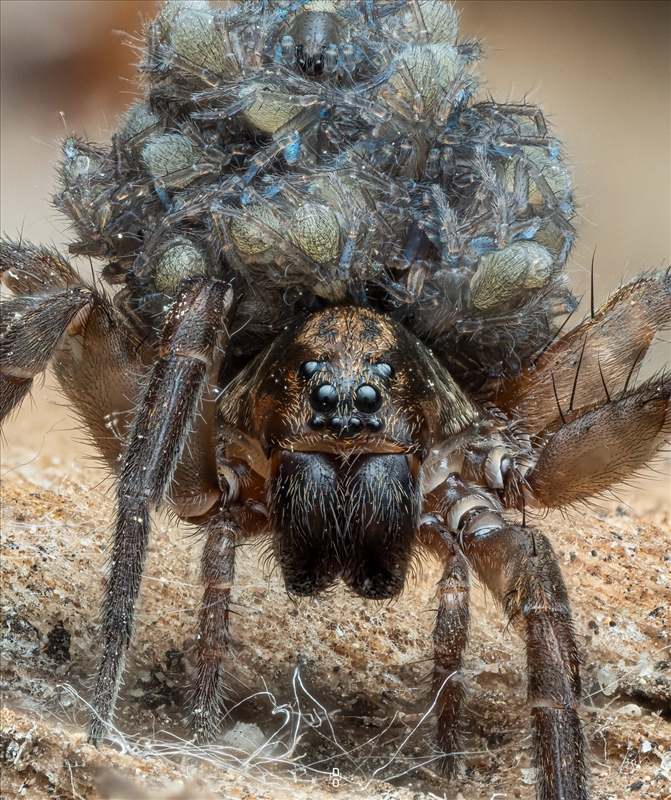 https://rehost.diberie.com/Picture/Get/r/526074
