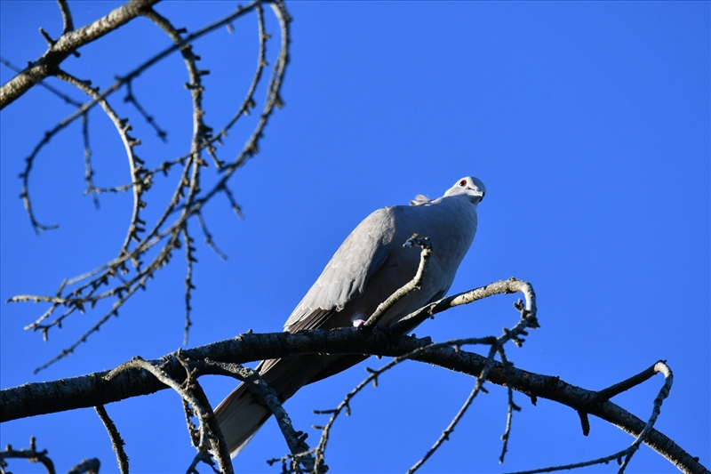 https://rehost.diberie.com/Picture/Get/r/527457