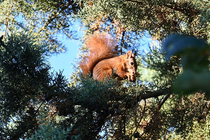 https://rehost.diberie.com/Picture/Get/r/527458