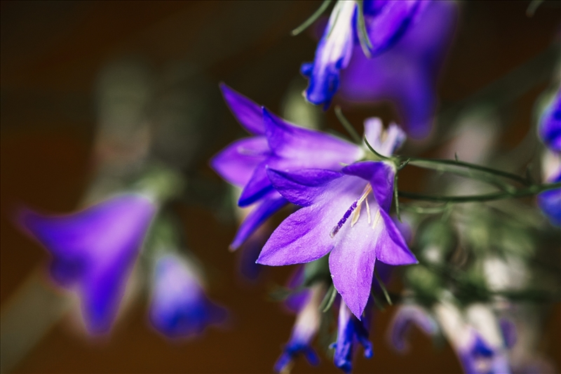 https://rehost.diberie.com/Picture/Get/r/530299