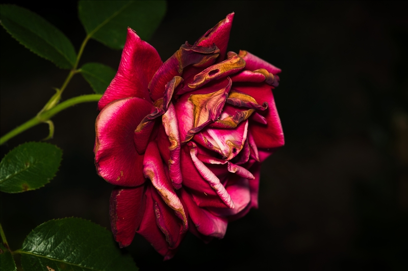 https://rehost.diberie.com/Picture/Get/r/530301