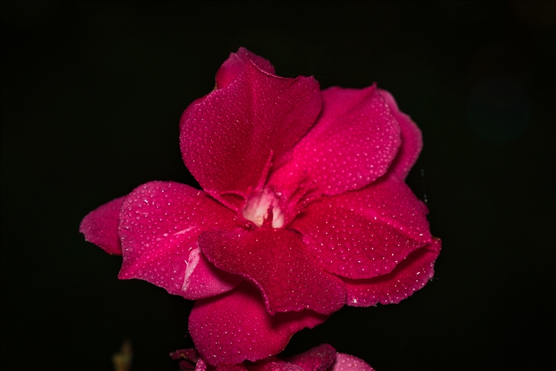 https://rehost.diberie.com/Picture/Get/r/530302