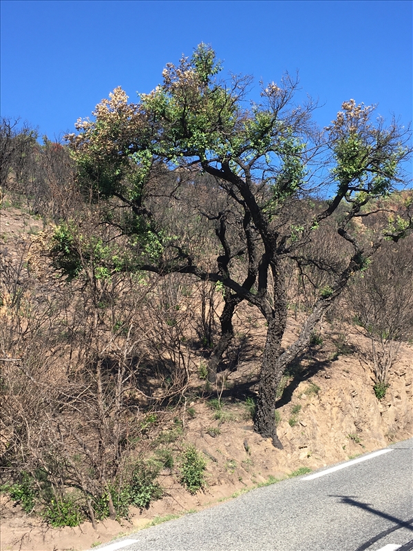 https://rehost.diberie.com/Picture/Get/r/531659