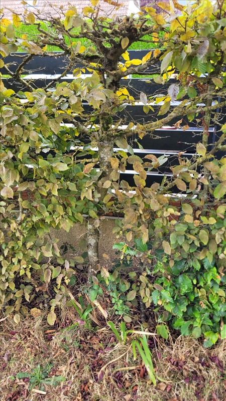 https://rehost.diberie.com/Picture/Get/r/537802