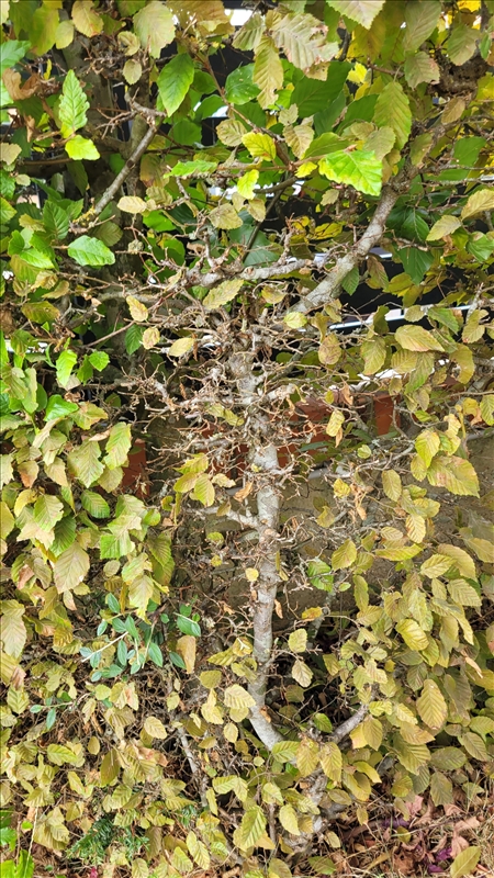 https://rehost.diberie.com/Picture/Get/r/537817