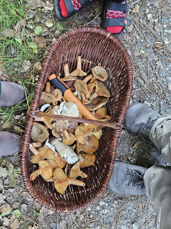 https://rehost.diberie.com/Picture/Get/r/559271