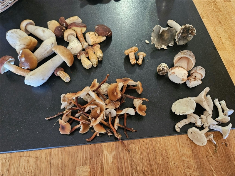 https://rehost.diberie.com/Picture/Get/r/562315