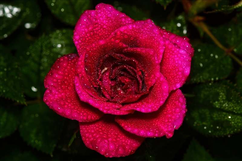 https://rehost.diberie.com/Picture/Get/r/562646