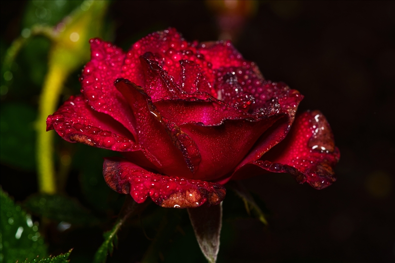 https://rehost.diberie.com/Picture/Get/r/562647