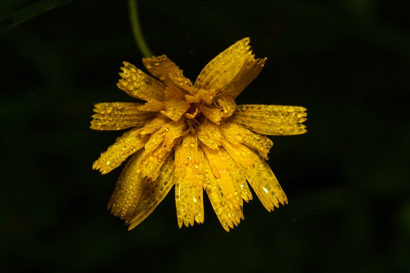 https://rehost.diberie.com/Picture/Get/r/562651