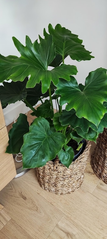 https://rehost.diberie.com/Picture/Get/r/73832
