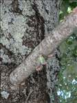 https://rehost.diberie.com/Picture/Get/t/186074