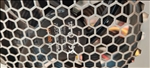 https://rehost.diberie.com/Picture/Get/t/491638