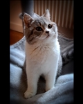 https://rehost.diberie.com/Picture/Get/t/498541