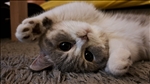 https://rehost.diberie.com/Picture/Get/t/498542