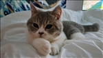 https://rehost.diberie.com/Picture/Get/t/498544