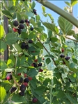 https://rehost.diberie.com/Picture/Get/t/525382